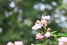 次の写真のサムネイル：優しい光と柔らかな花